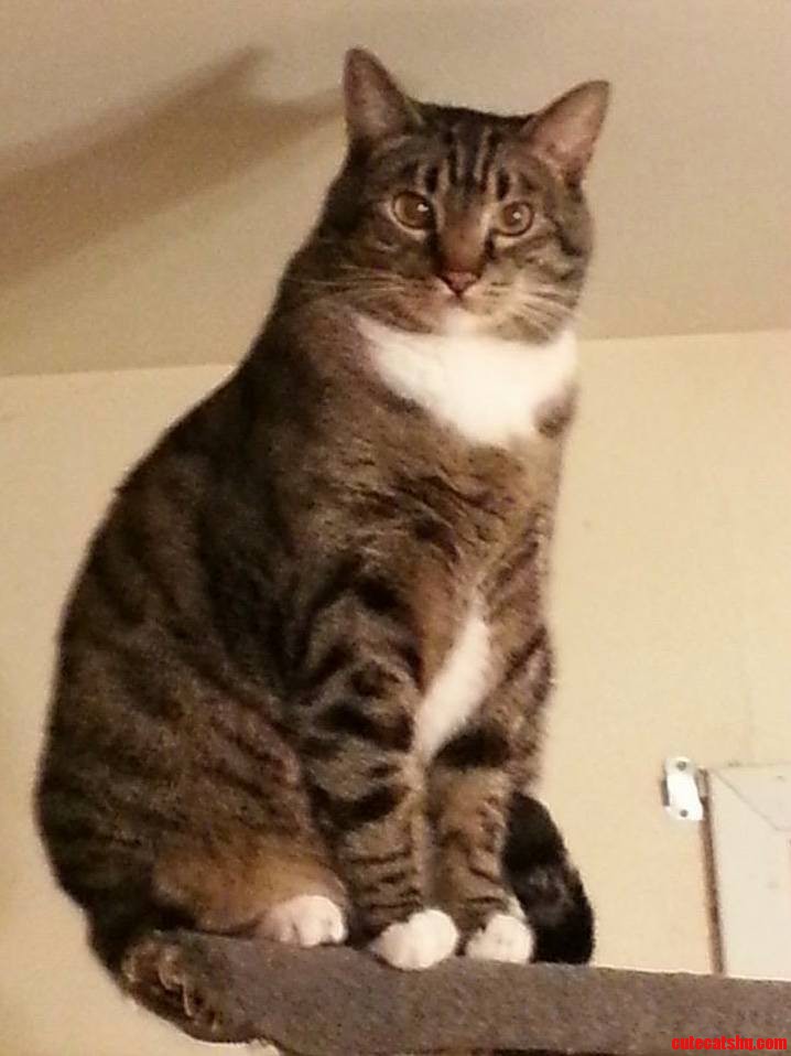 Tiny Kitty Is So Majestic