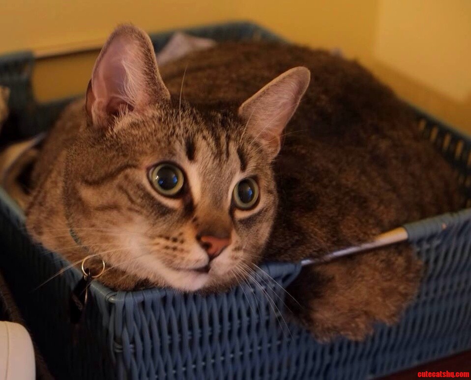 Tito Blubbing Through a Basket Opening