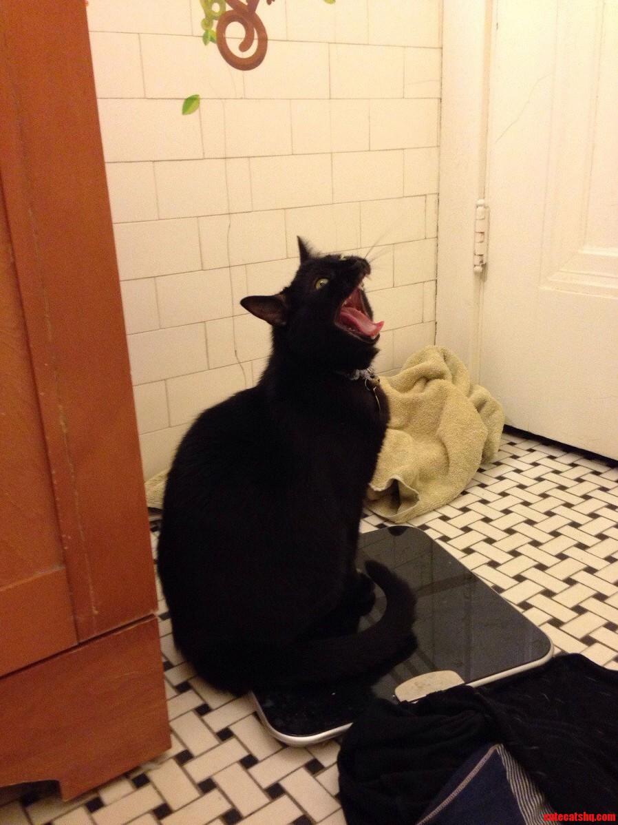 To Simons Horror All Those Cat Treats Finally Caught Up with Him....
