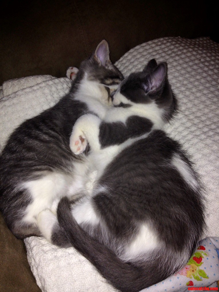 Told You They Keep Getting Cuter...