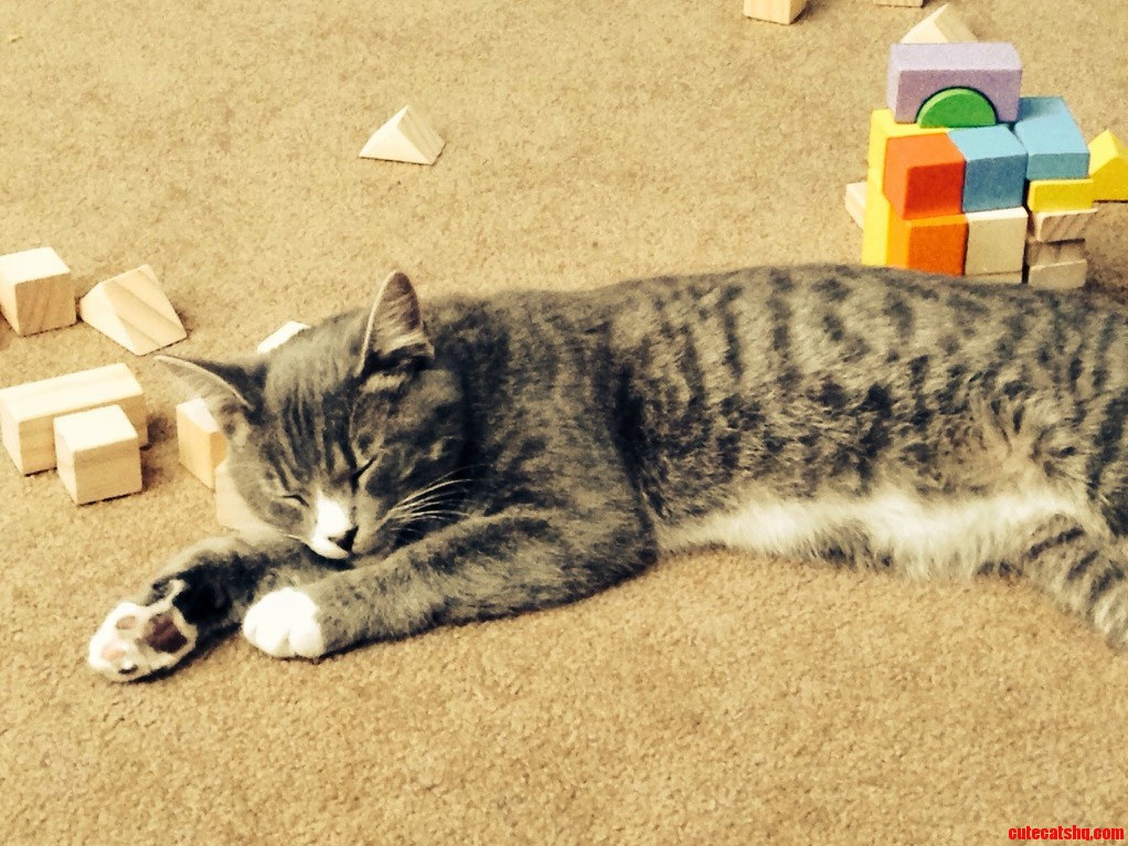 Too Much Play for Sherlock Today