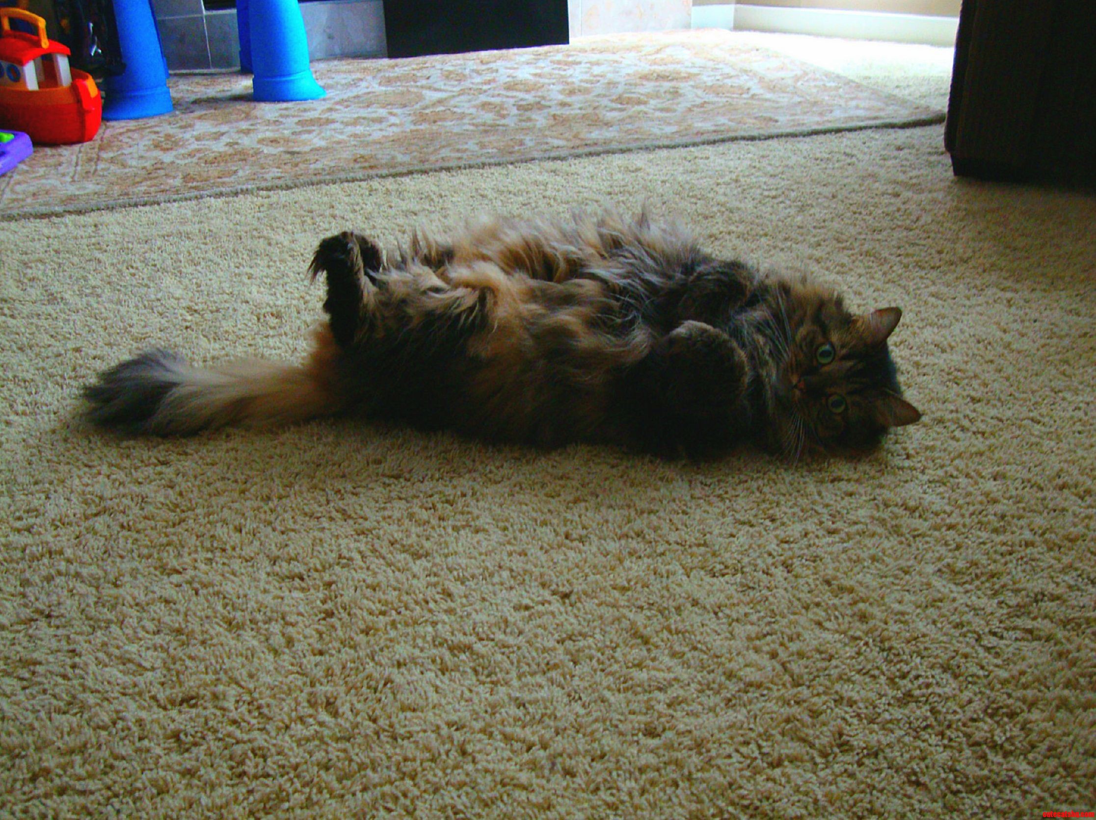 Took Care of This Fluffy One While Her Family Was Away