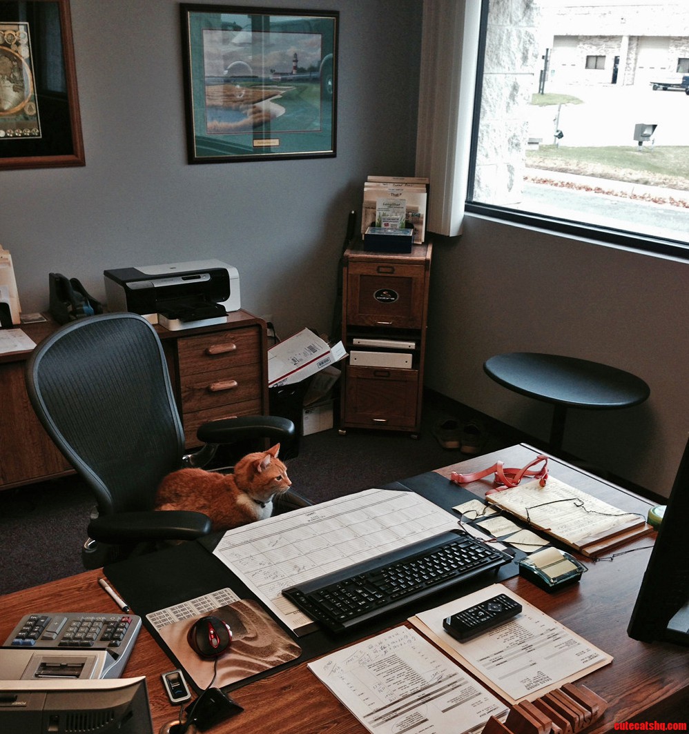 Took My Cat to the Office Today. the Real Business Cat.