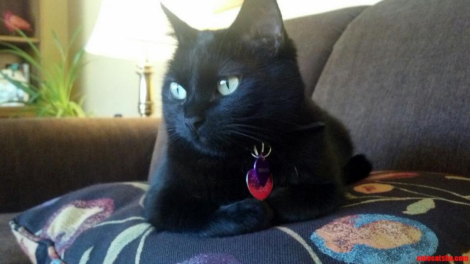 Toothless Thinks She Is Queen of the World.