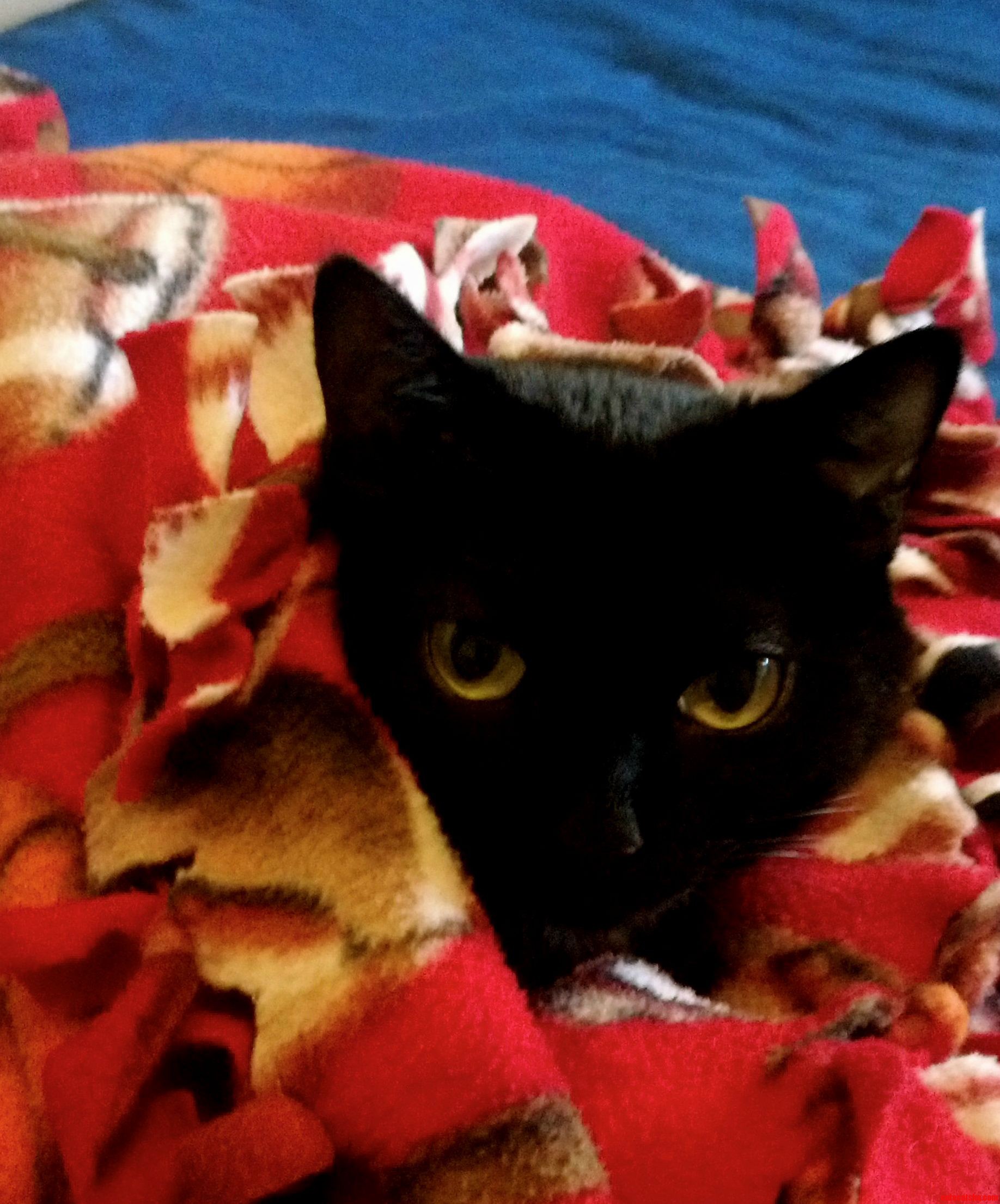 Toothless Wraps Herself in the Blanket and Becomes a Burrito Cat.