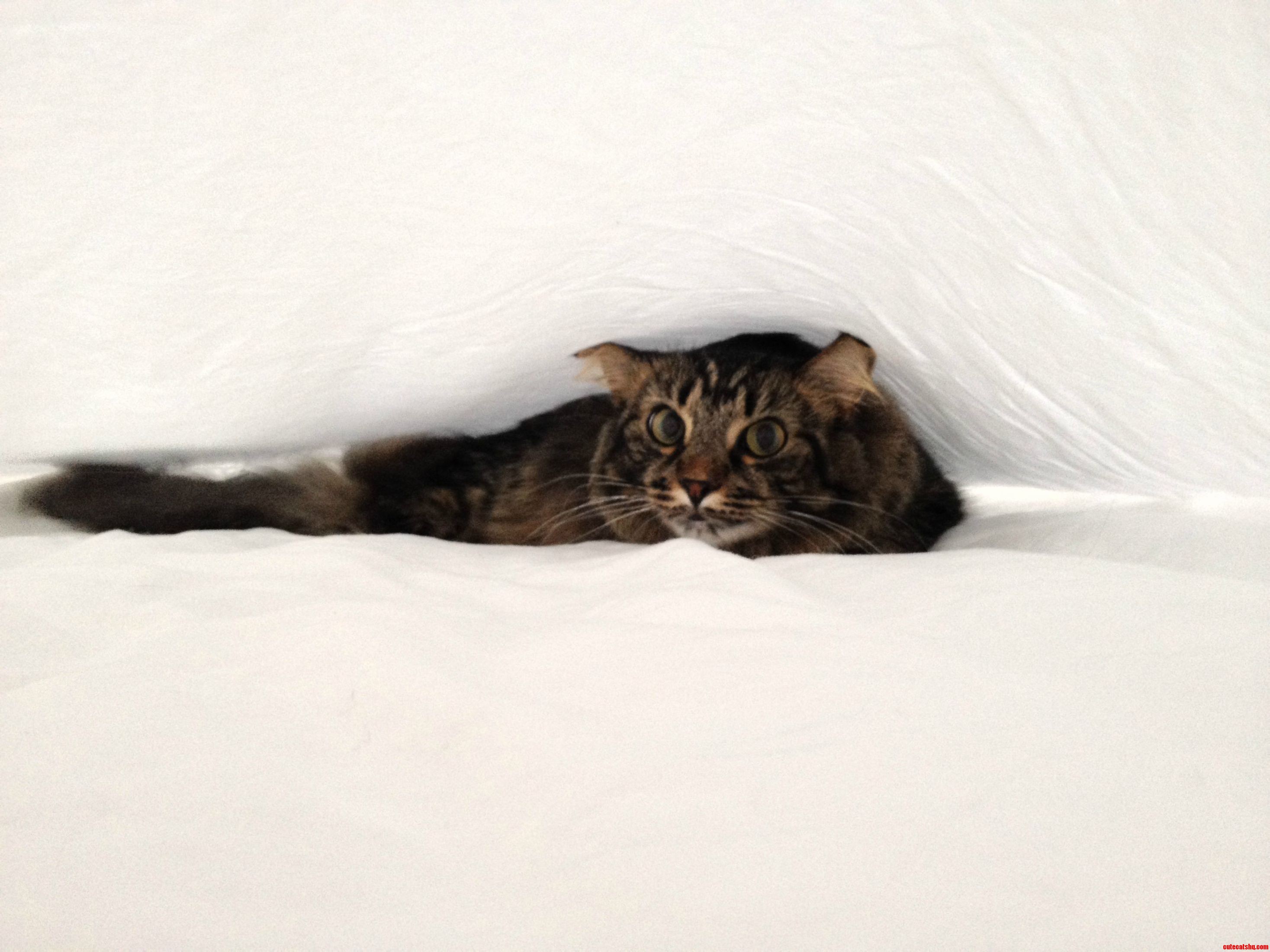 Tora Loves to Help Out When Im Making the Bed