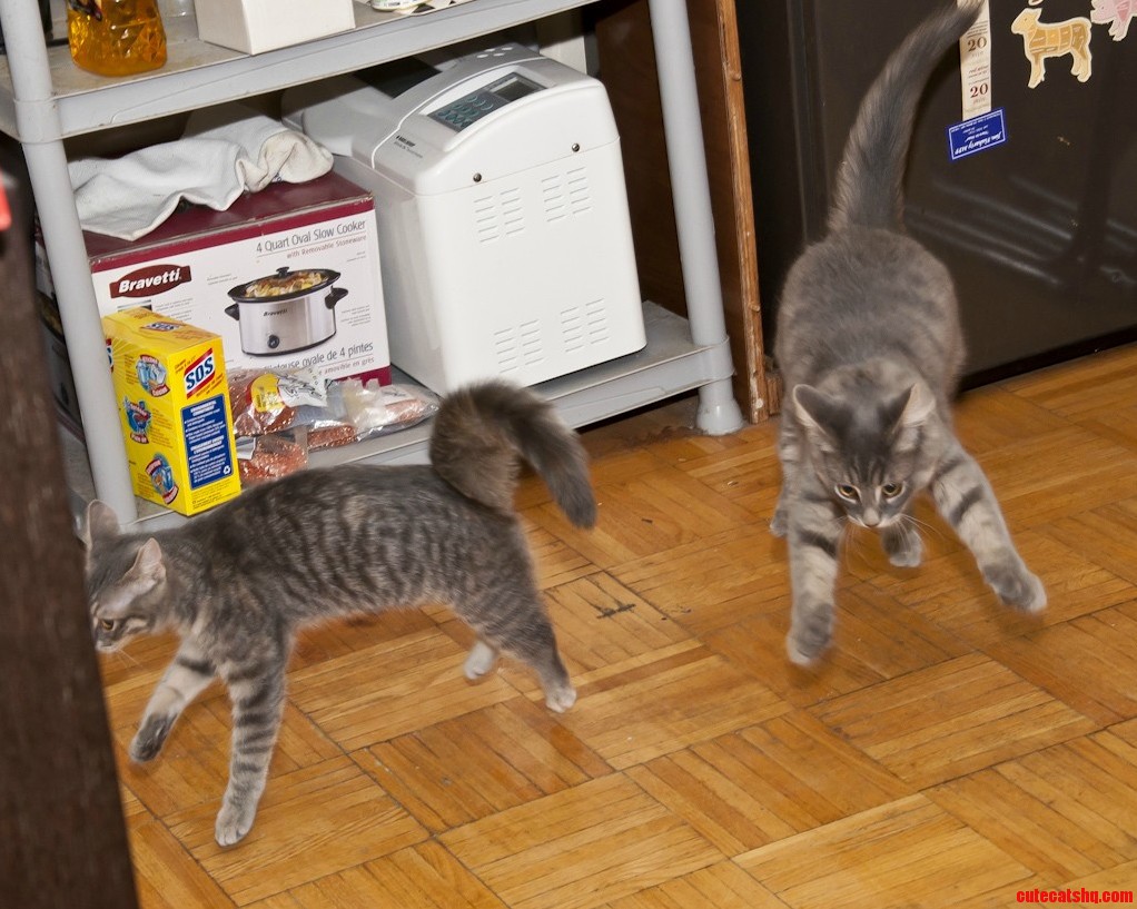 Toronto Cat Rescue Kittens Yoko and Lennon Defying Gravity