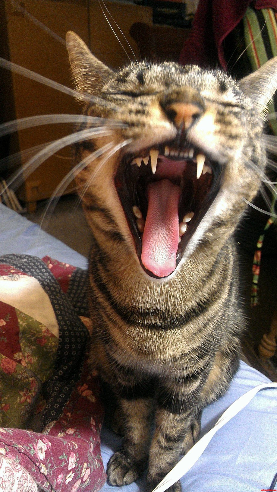Tried to Take a Picture of Khaleesi Looking Cute but She Did This Instead