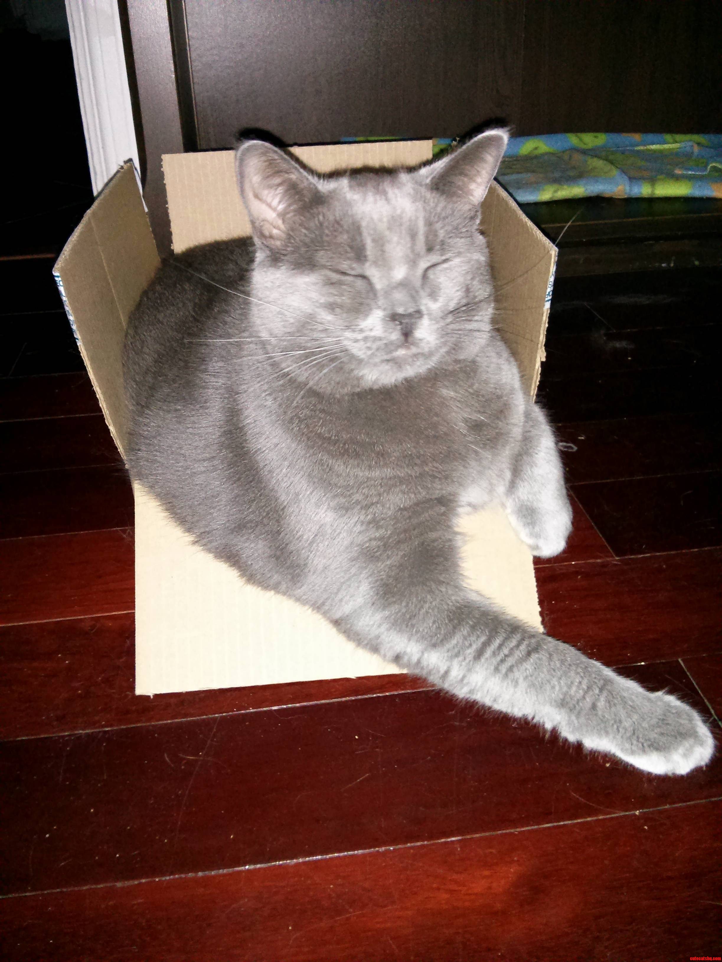 Tron Loves When I Get Amazon Deliveries