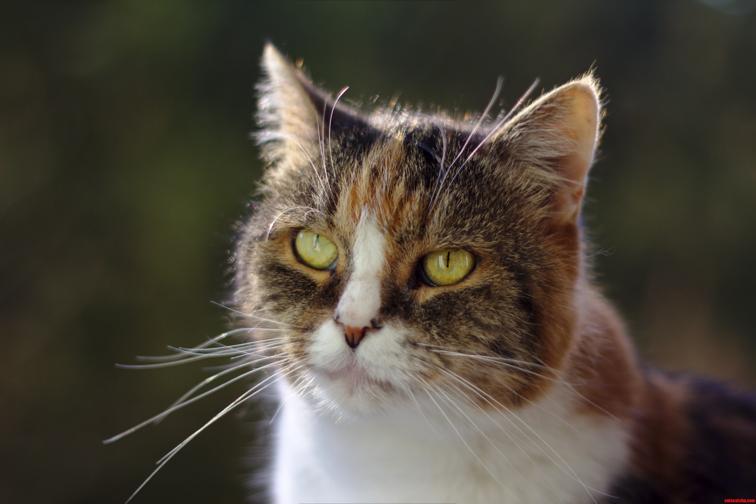 Trying to Catch a Nice Shot of My Cat