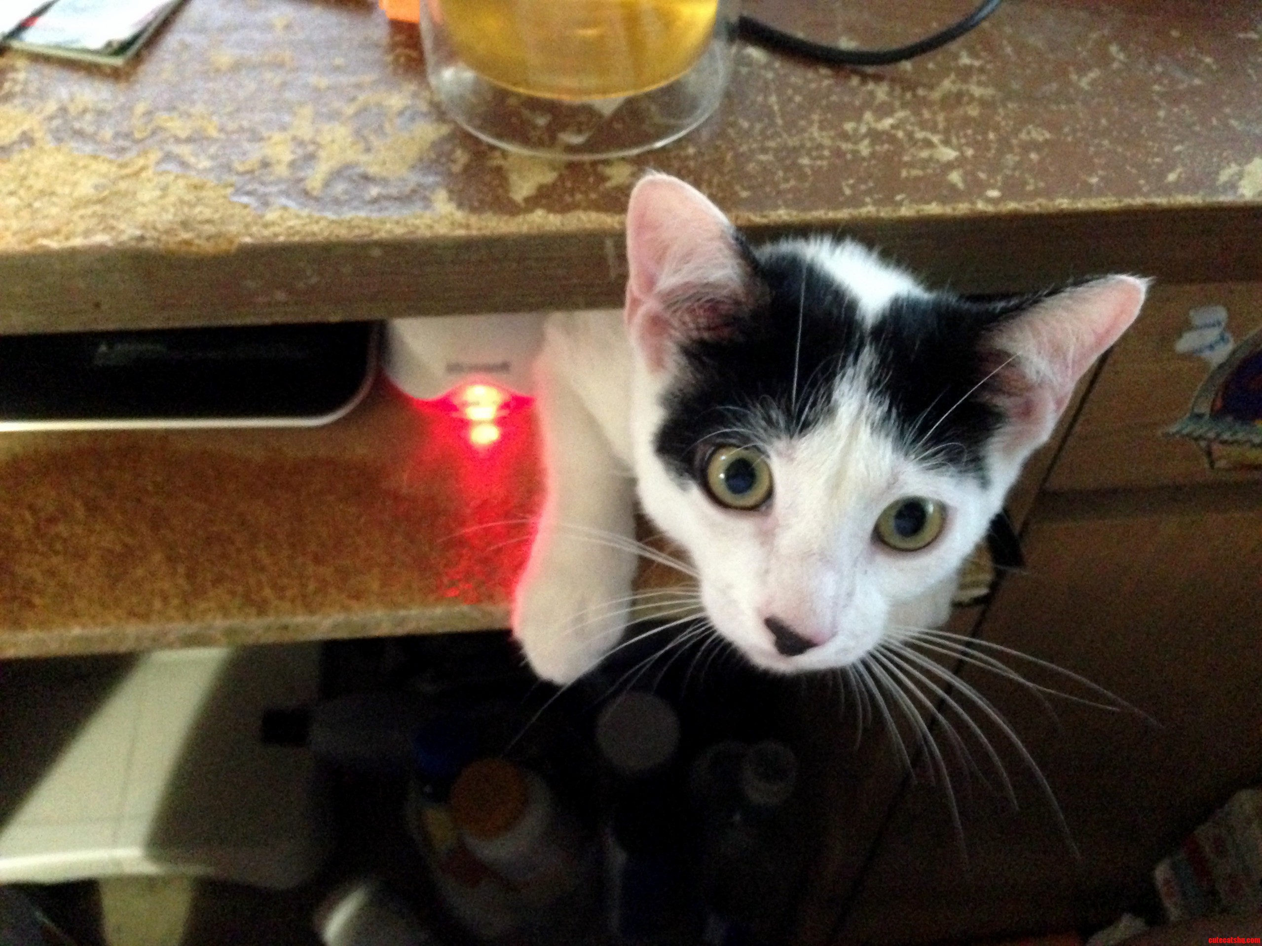 Trying to Get Some Work Done from Home When Suddenly...