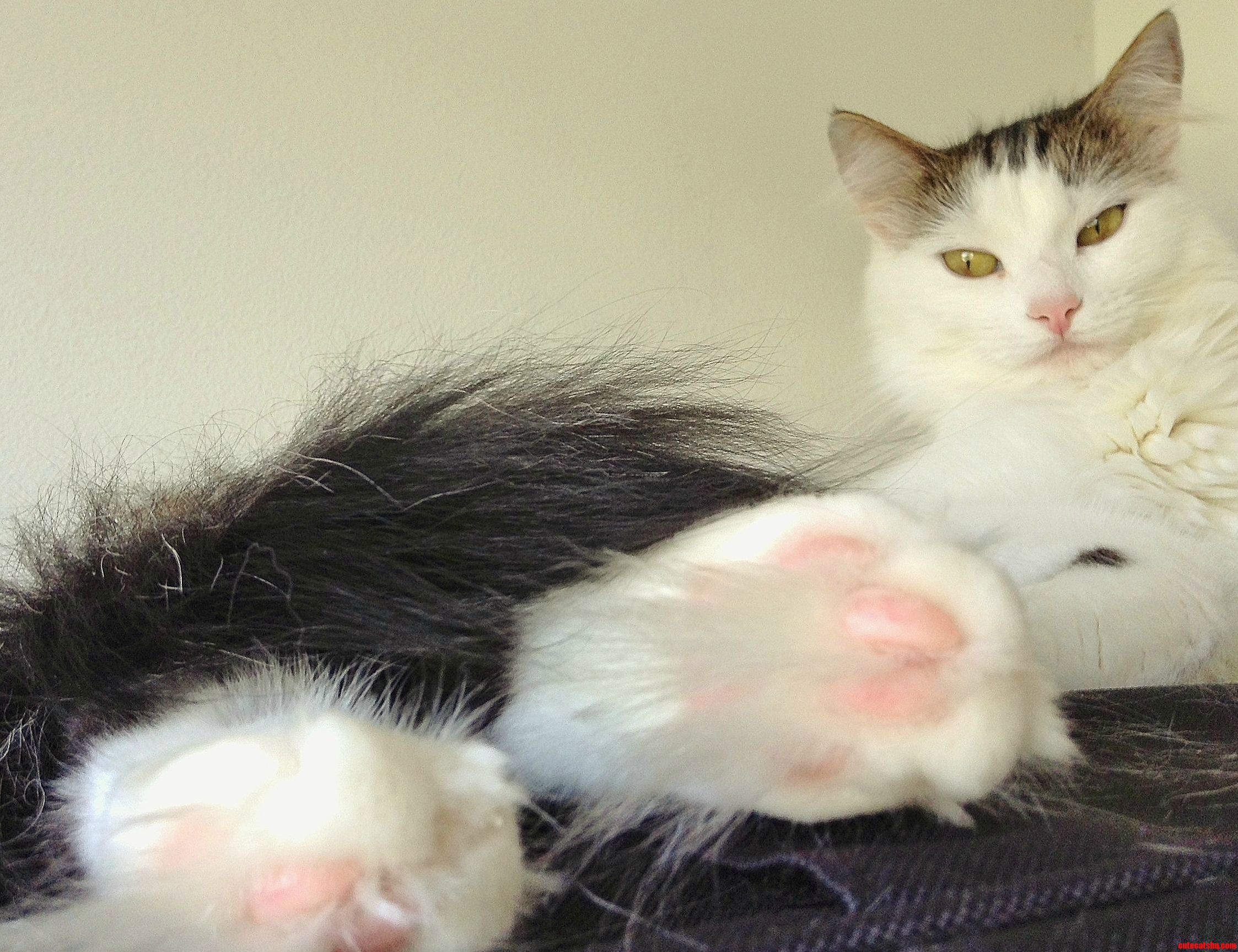 Tufty Kitty - Maeve