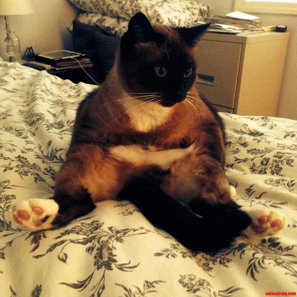 Twinks Forgets How to Cat Sometimes.