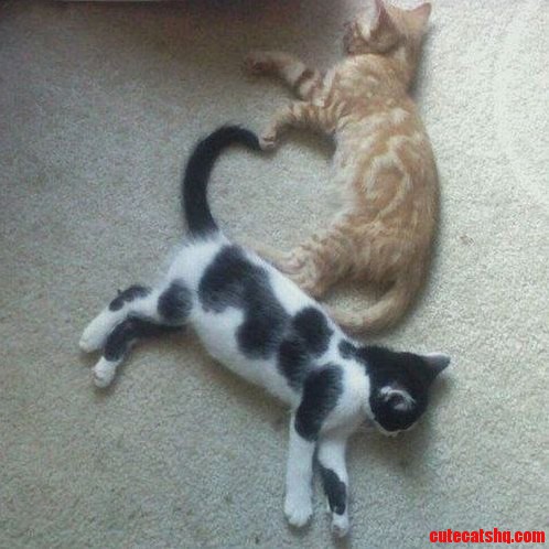 Two Cats Laying Down Forms a Heart