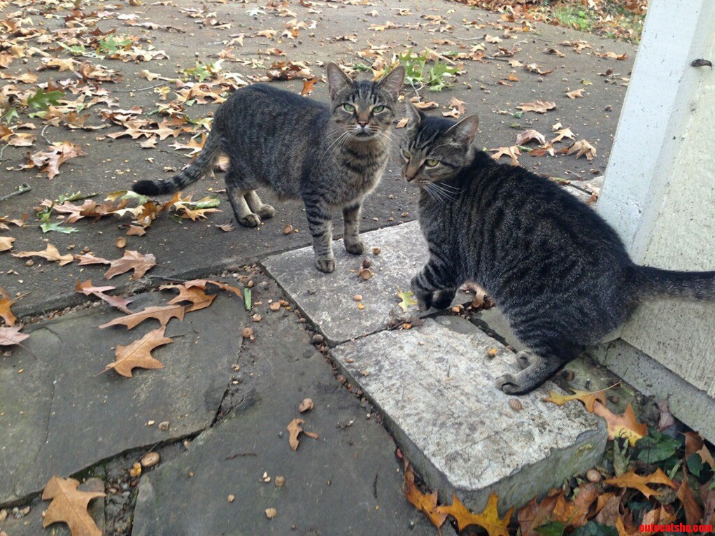 Two Smoky Greys Looking for a Home in the Knoxville Area.