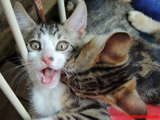 Vampire Cat Attack