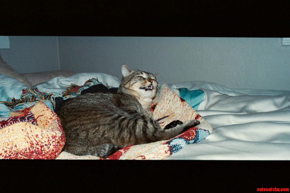 Vampire Cat Desires Your Blood.