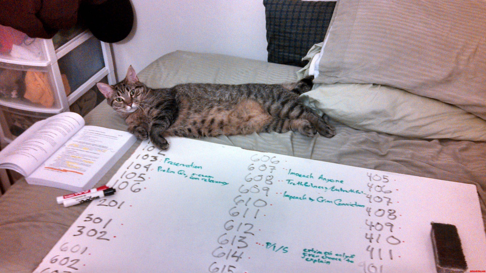 Vet Says on a Fat Scale of 1-9 Ami Is a 7 but I Swear She Just Has Big Fur...