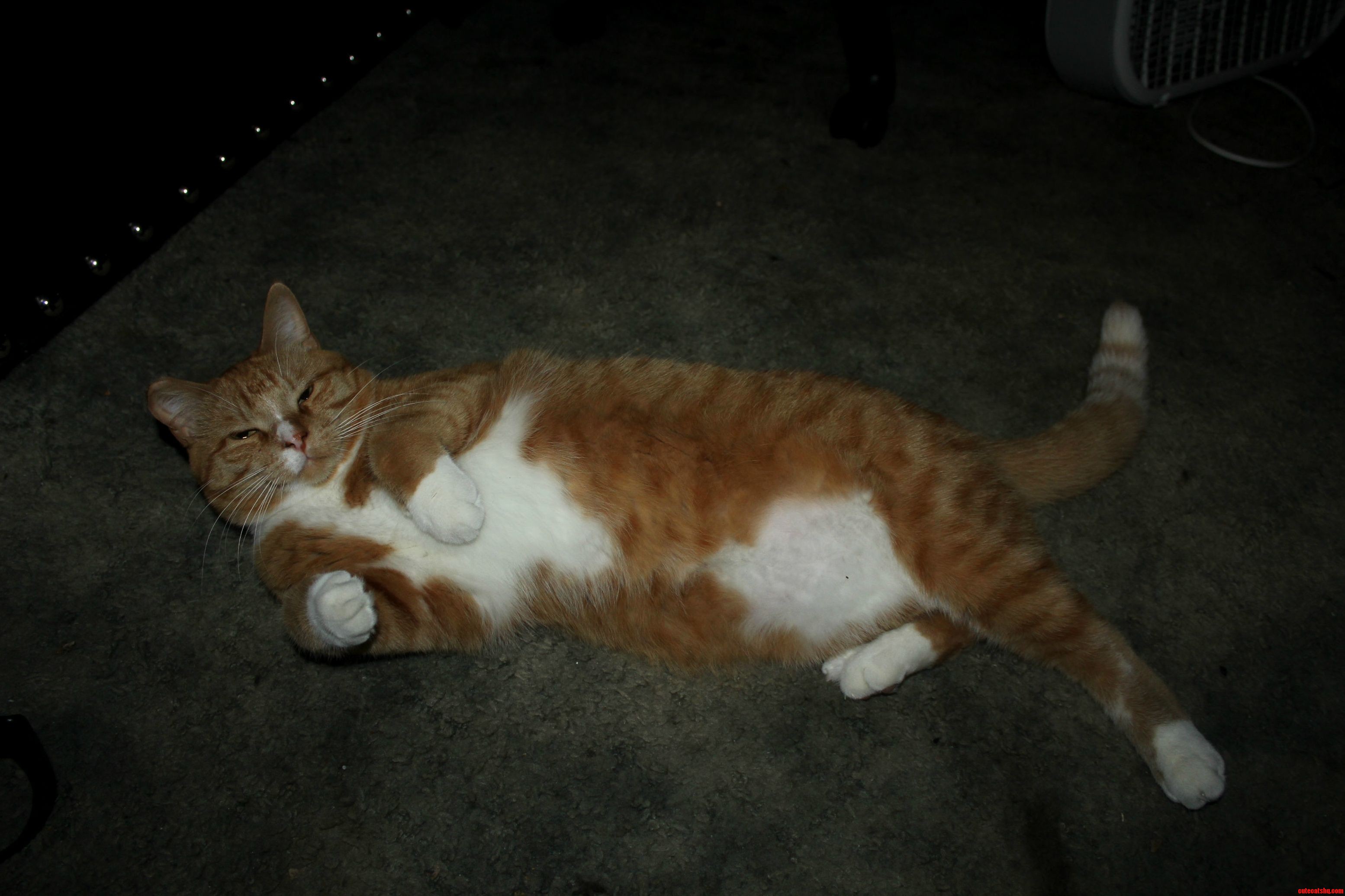 Vicious Thinks Hes a Kitten