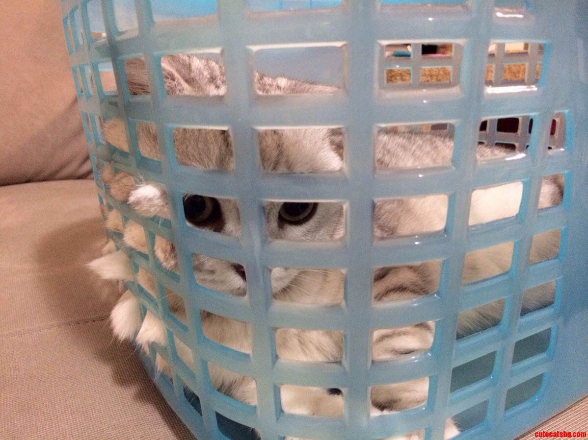 Voluntary Incarceration