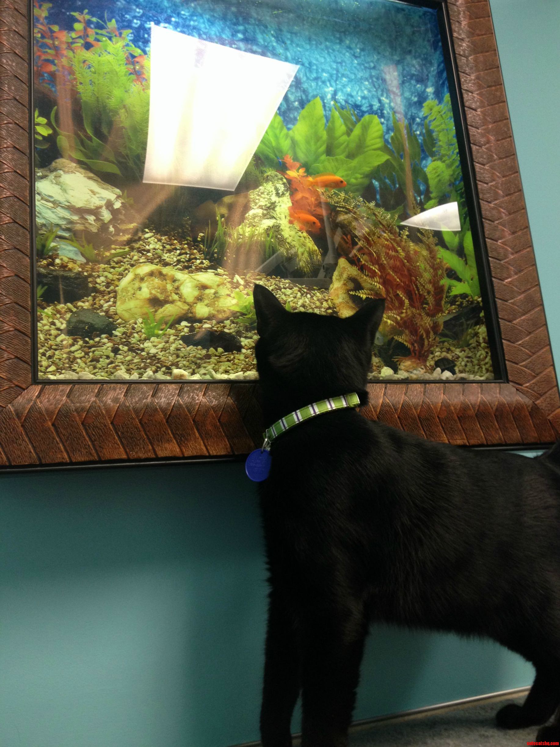 Voodoo Watching the Fish at His First Vet Visit.