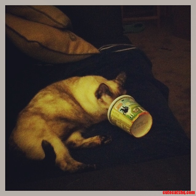 Walked Into the Living to Find She Had Raided the Trash.