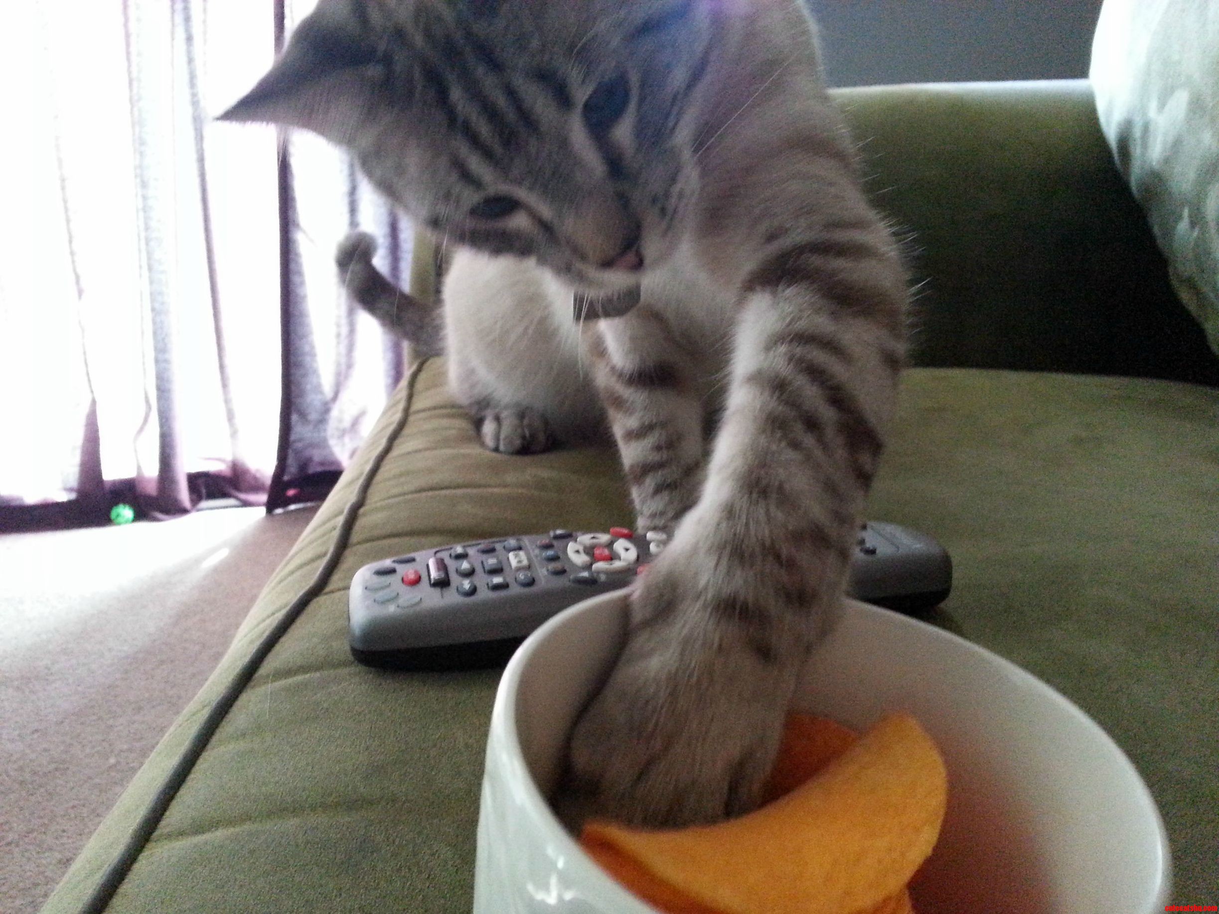Wants Pringles but Not Sure How to Make It Happen
