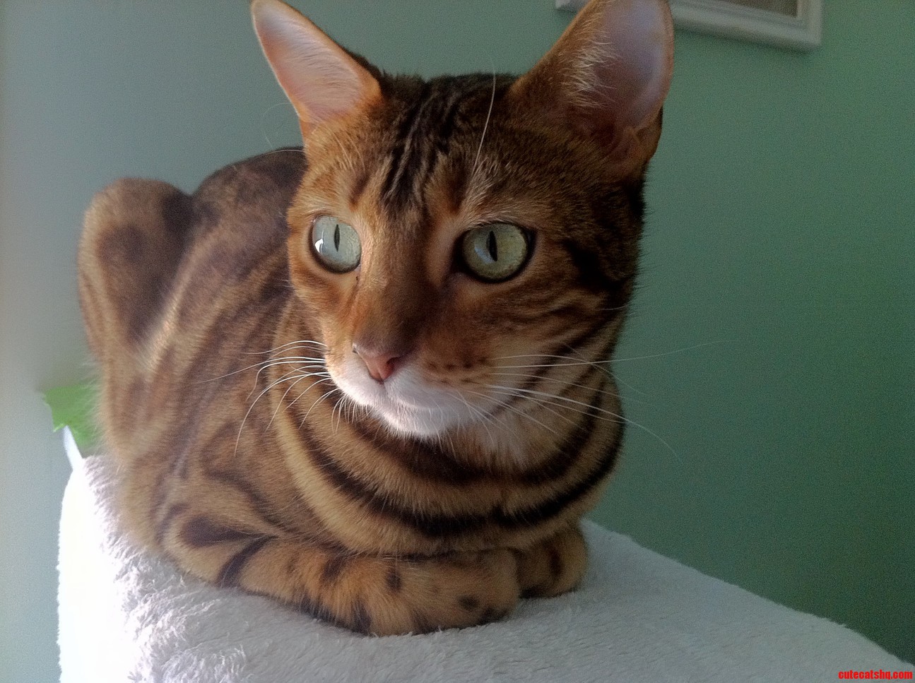 Was Told to Join for National Cat Day
