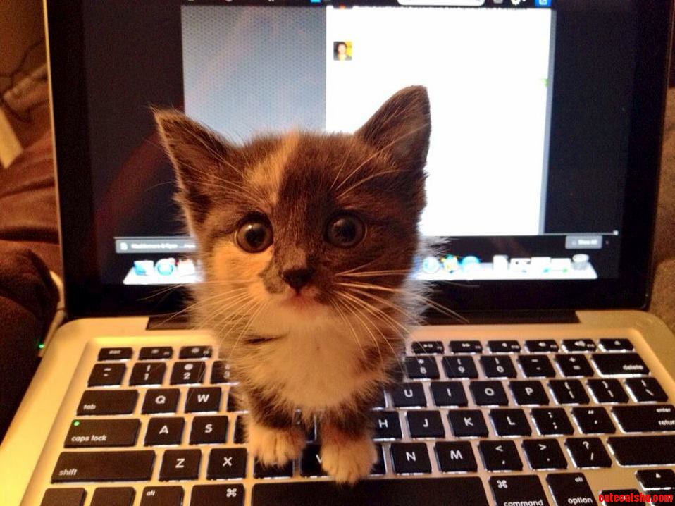 Was Trying to Write a Paper and My Kitten Seemed to Have Other Plans in Mind.