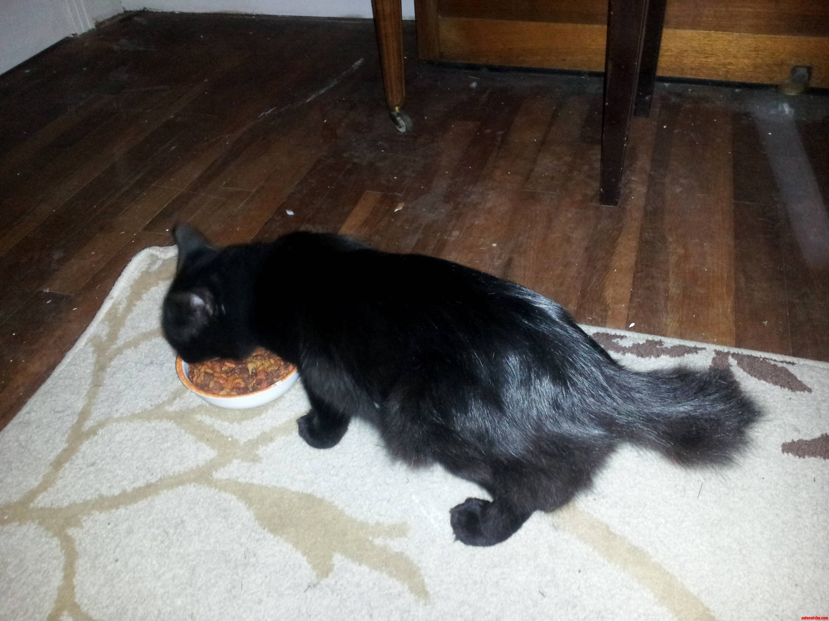 We Already Owned Two Bobtails When This Stray Showed Up