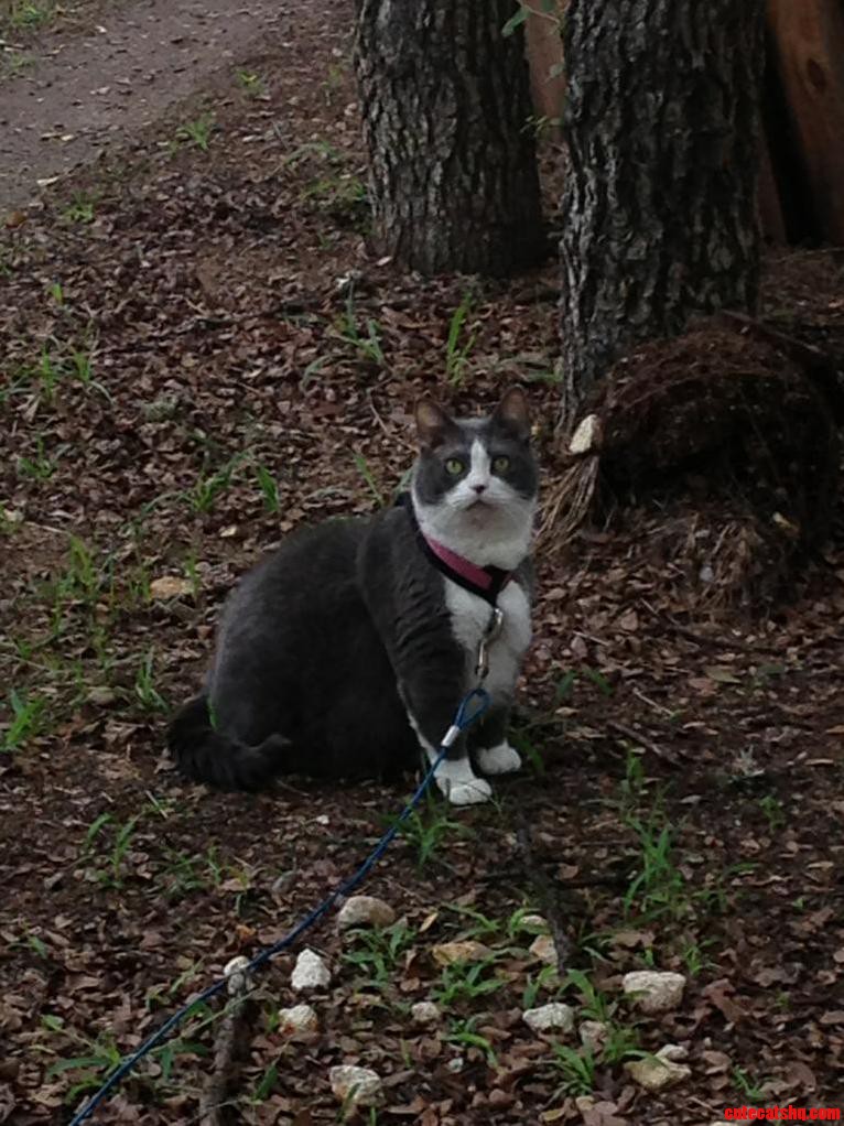 We Love Going Outside on Our Harness