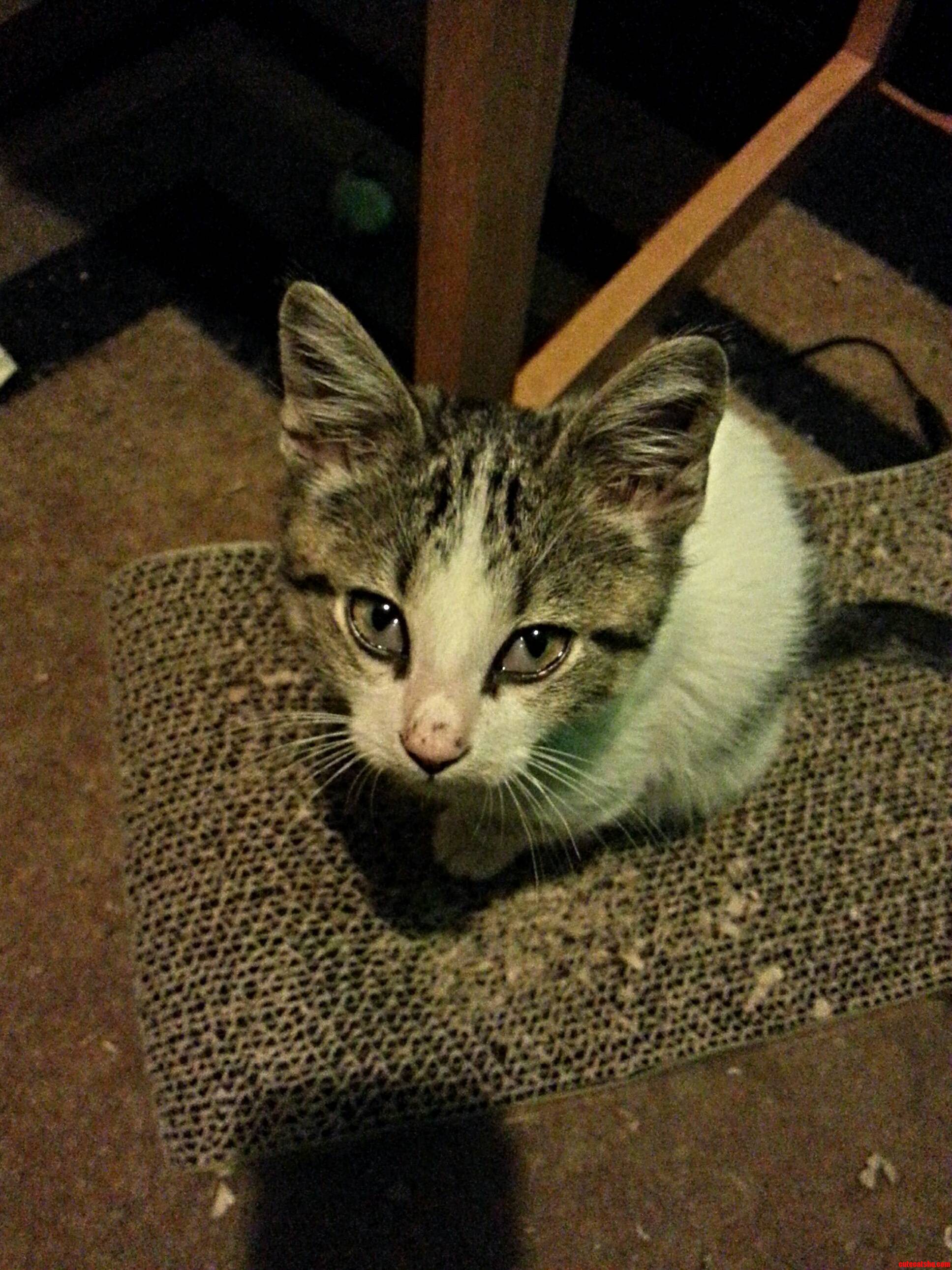 We Rescued This Little Guy Meet Pumpkin