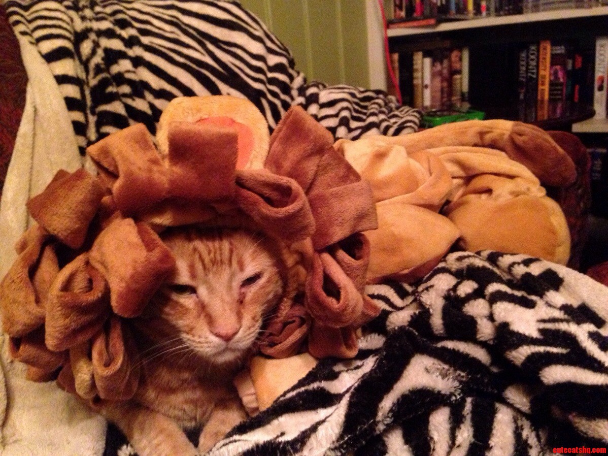We Still Had Our Daughters Costume Laying Out. Brodie Is a Fierce Kitty.