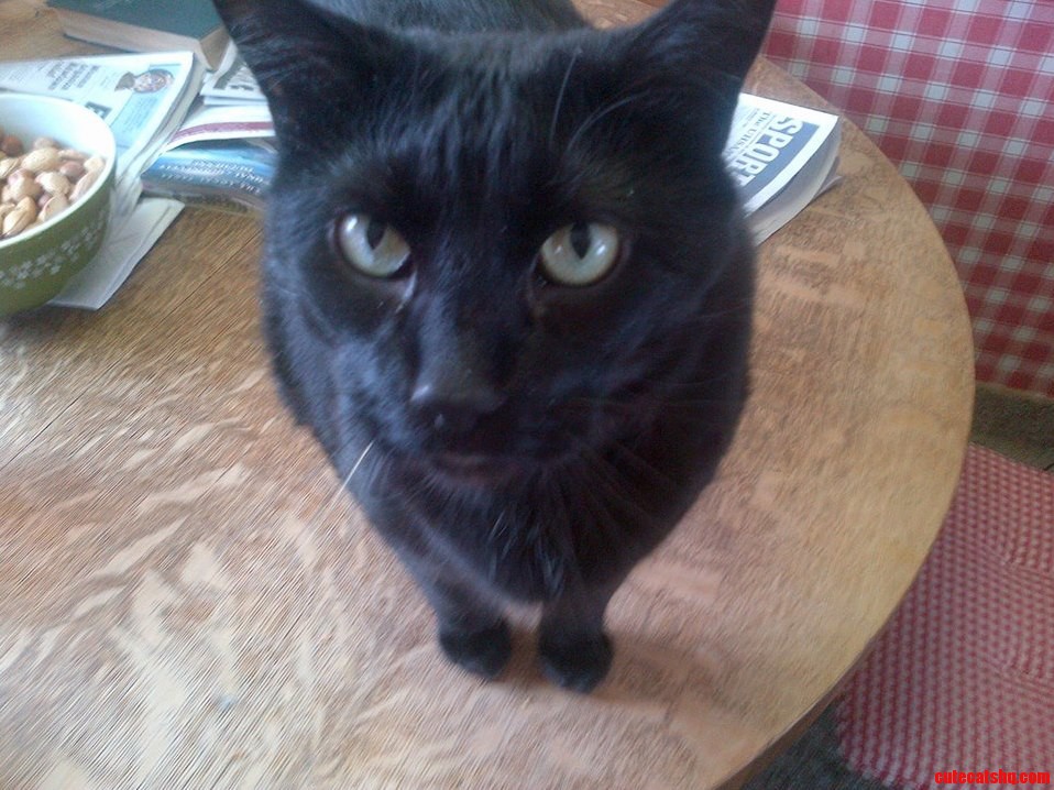 Weedy the Cat...