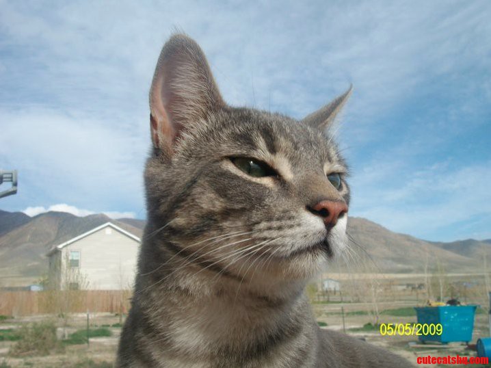 What a Majestic Creature