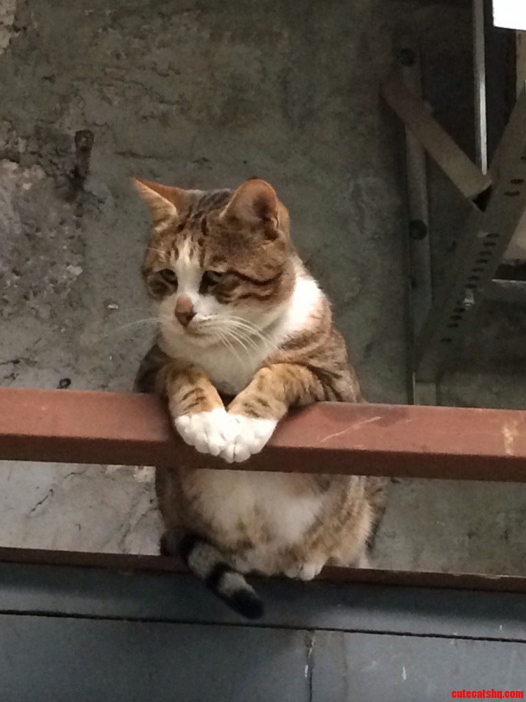 What Are You Looking at Human I Ll Sit