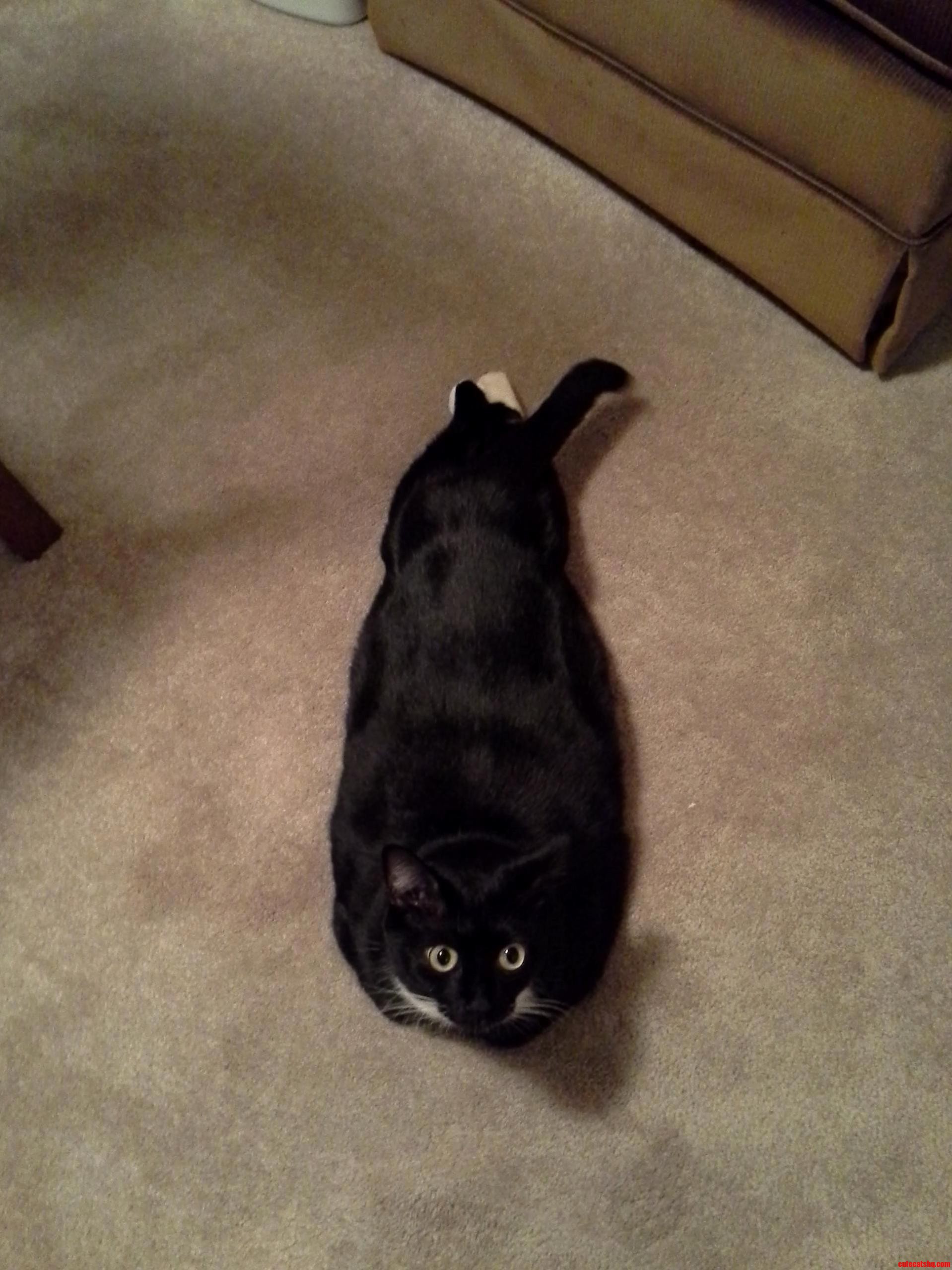 What Kind of Animal Is This