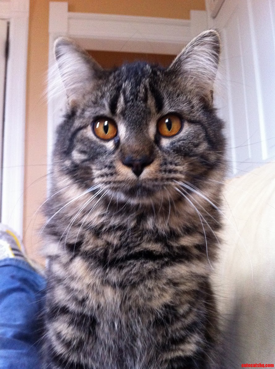 What Type of Cat Do I Have My Guess When I Got Her Was Maine Coon.