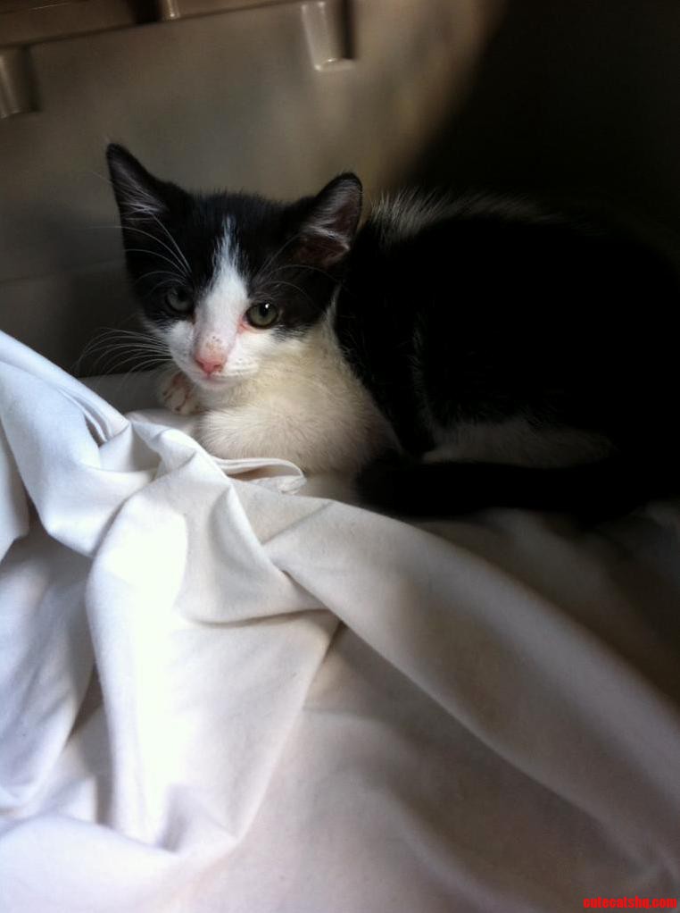 Whats a Good Name for a Black and White Cat