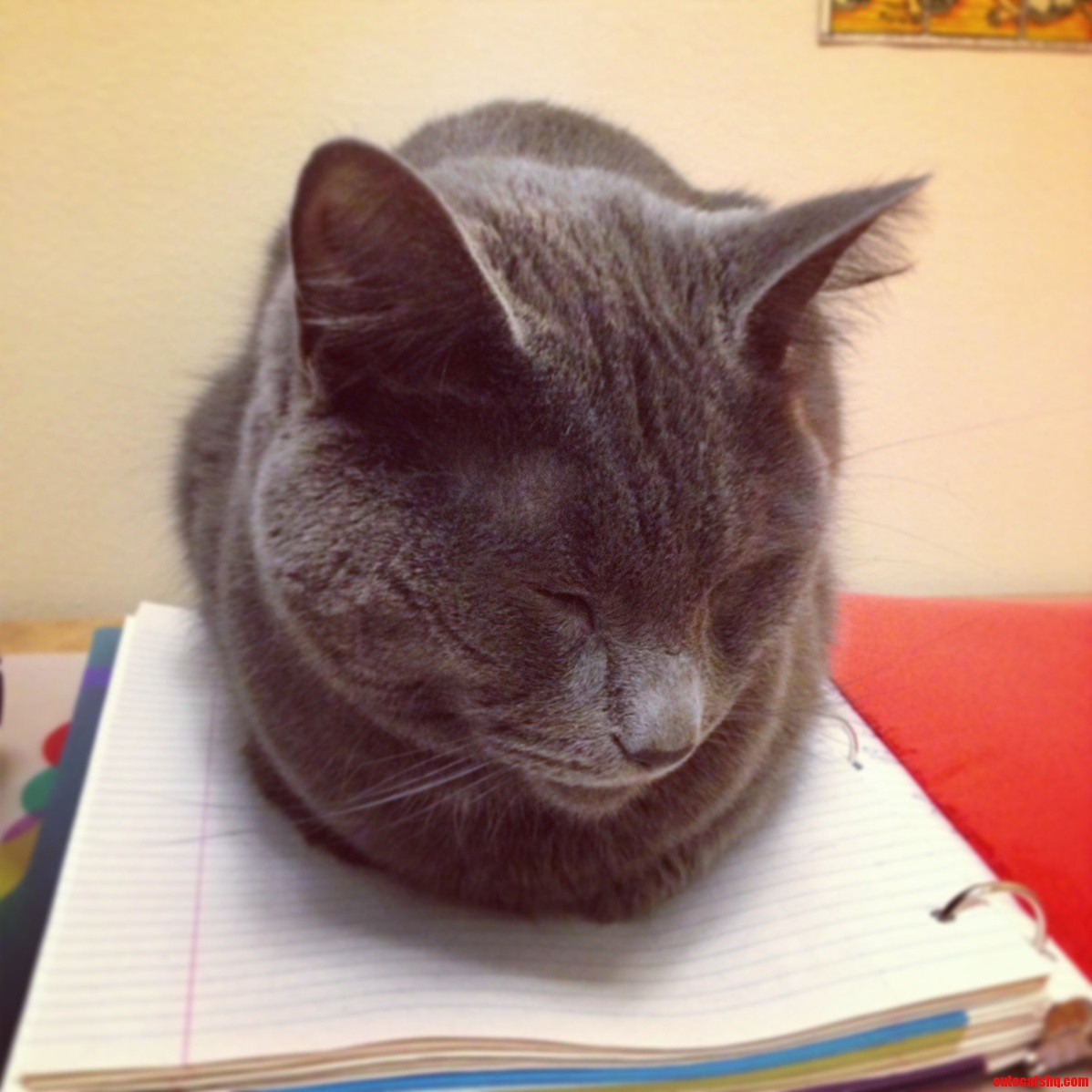 When He Sits with All His Limbs Tucked Underneath Him He Looks Like a Legless Loaf of Cat