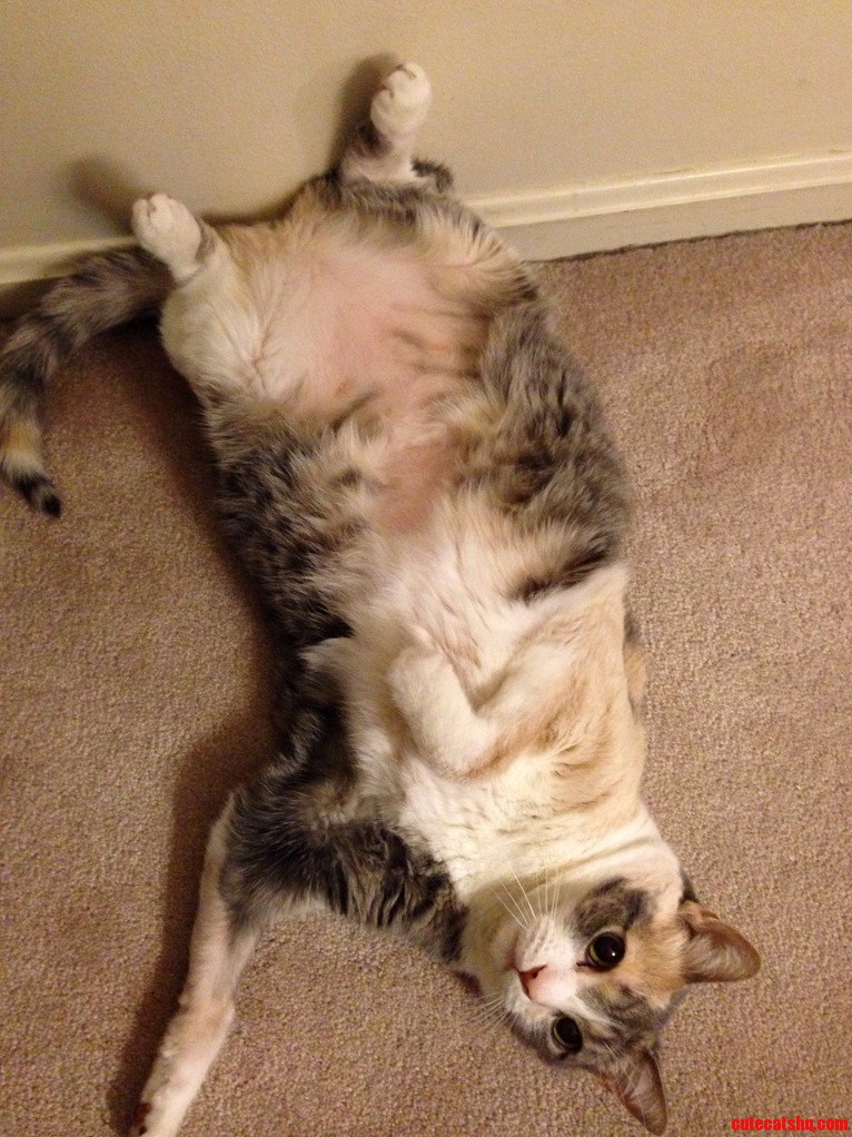 When Its Really Hot in My House She Always Puts Her Butt Against the Wall Like This.