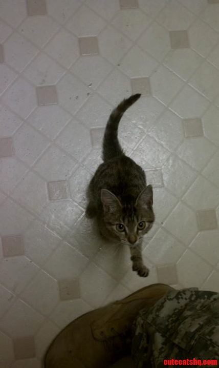 When She Was a Kitten