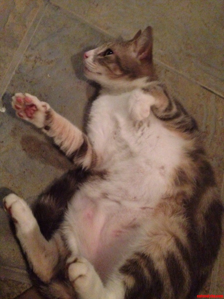 Whenever He Sees Me He Instantly Assumes This Position for Some Tummy Rubs.