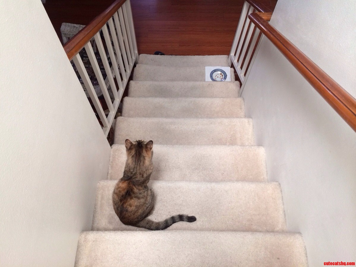 Whenever I Stop Walking Down the Staircase She Stops Too.