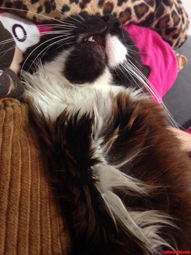 Whenever I Warm Up a Heat Pack This Is How He Sleeps on It.