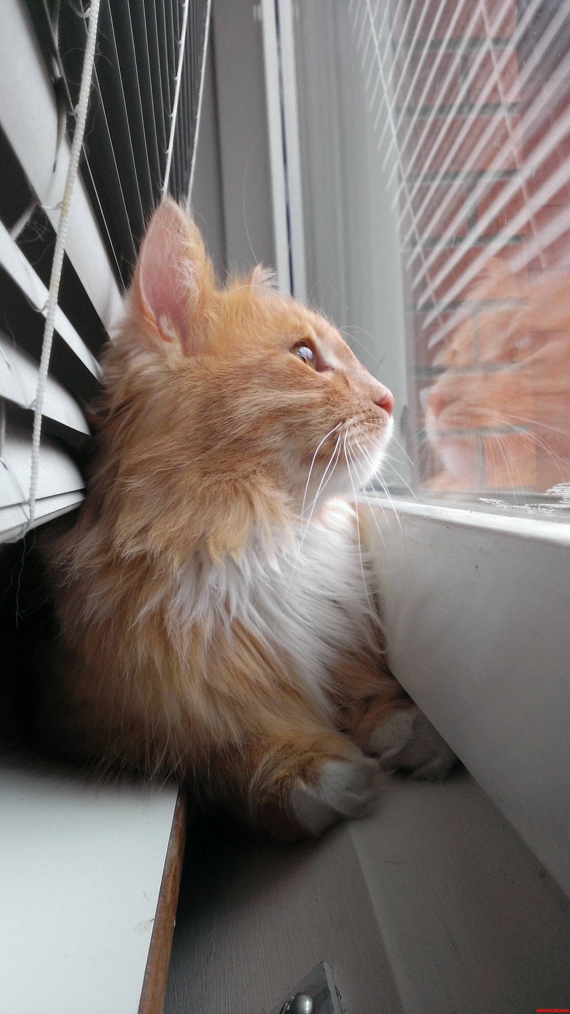 Who Is That Handsome Cat Over There
