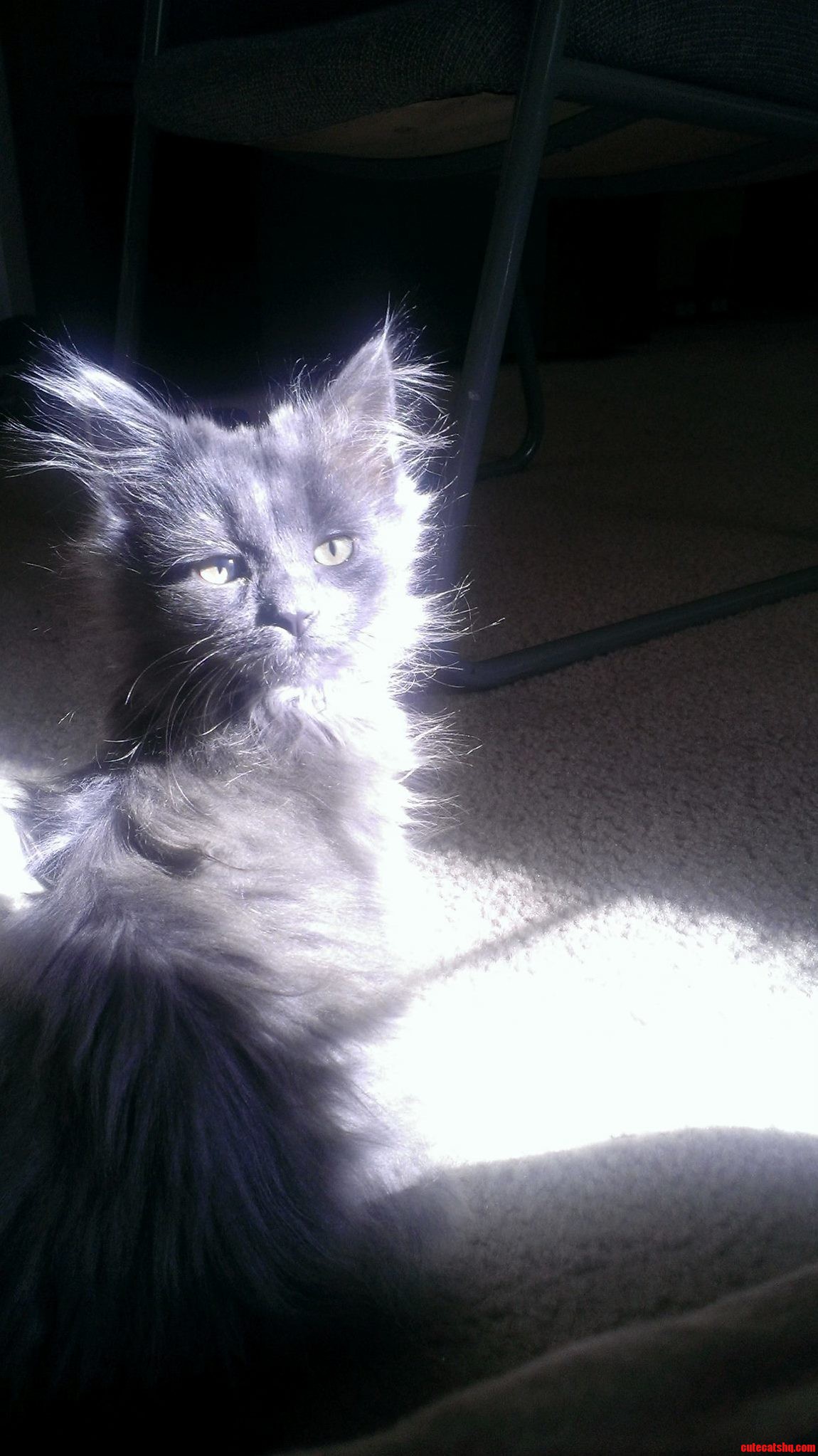Why Couldnt You Just Let Me Sleep. Right After He Woke Up