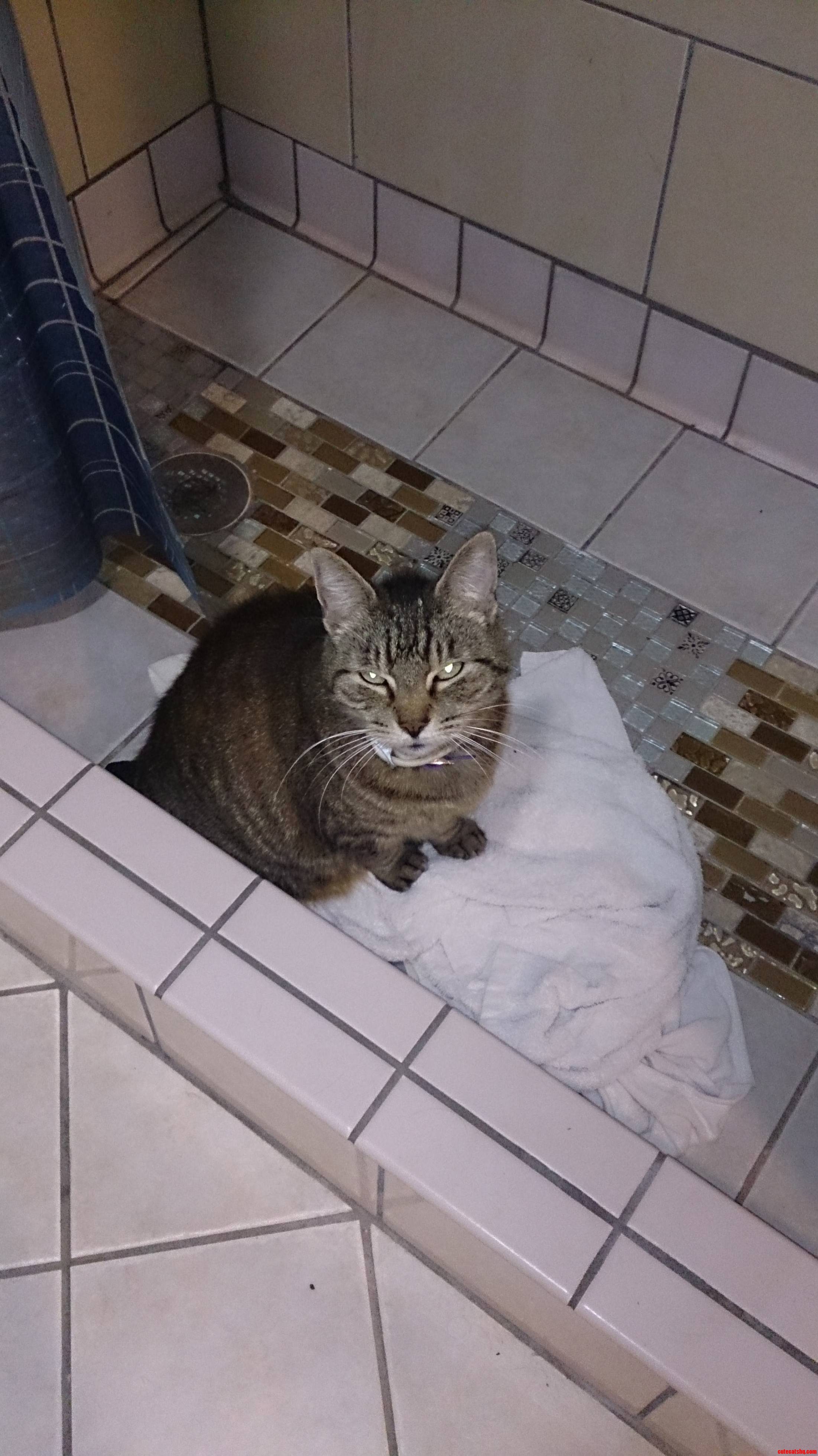 Why Does My Cat Always Sleep on My Used Towels