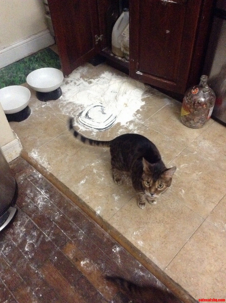 Why I Lovehate My Bengals They Always Knew How to Open Cabinets