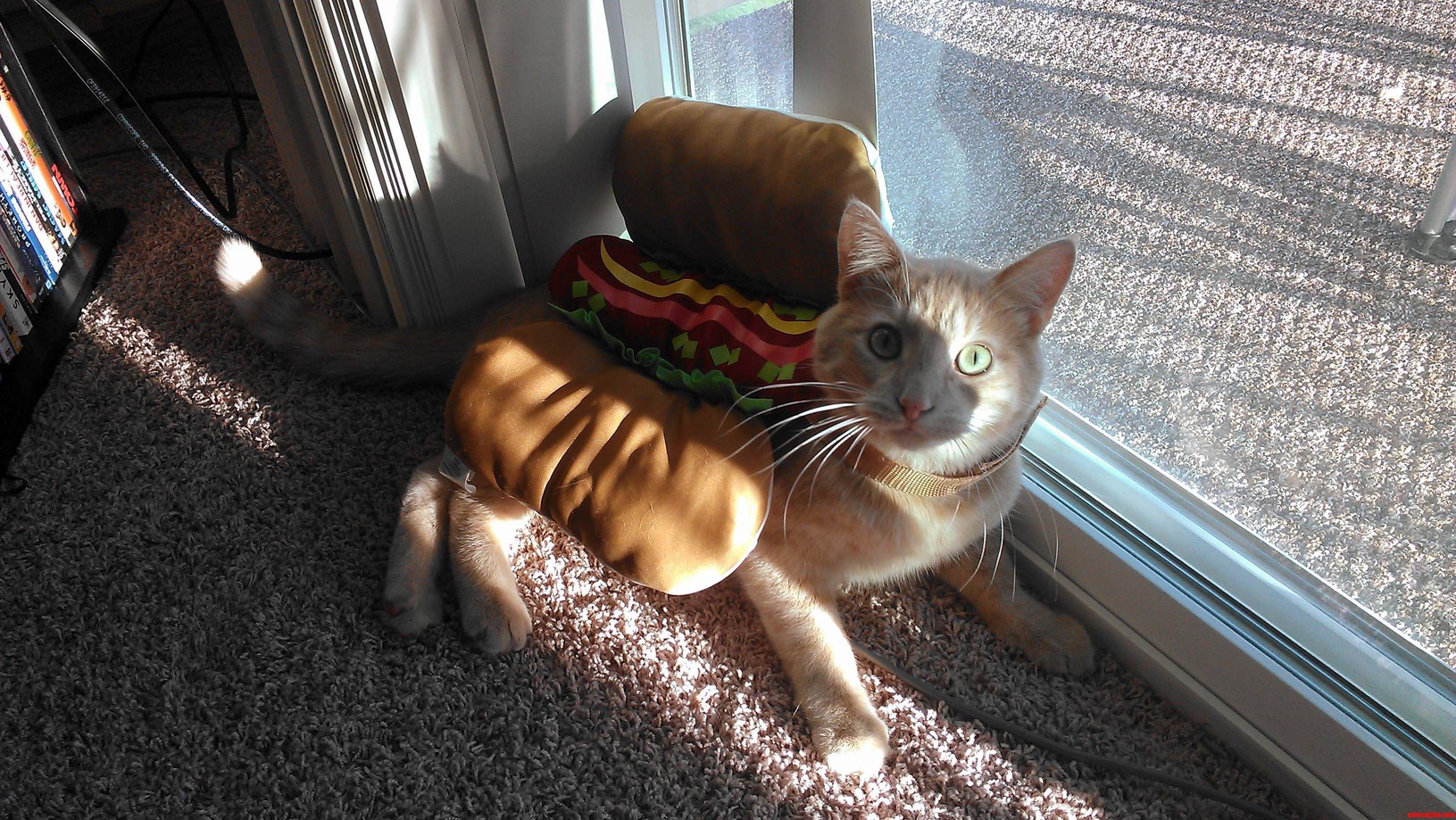 William Catner All Dressed Up for Halloween.